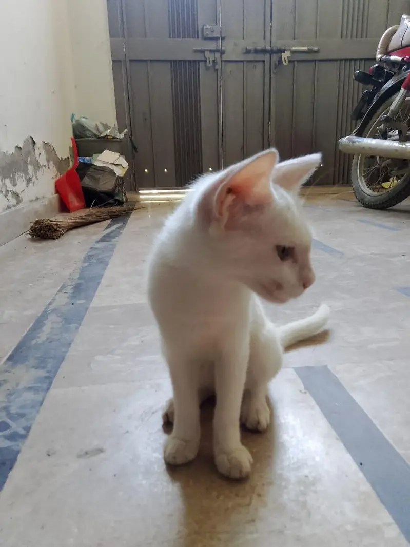 cat  for sale — photo 7