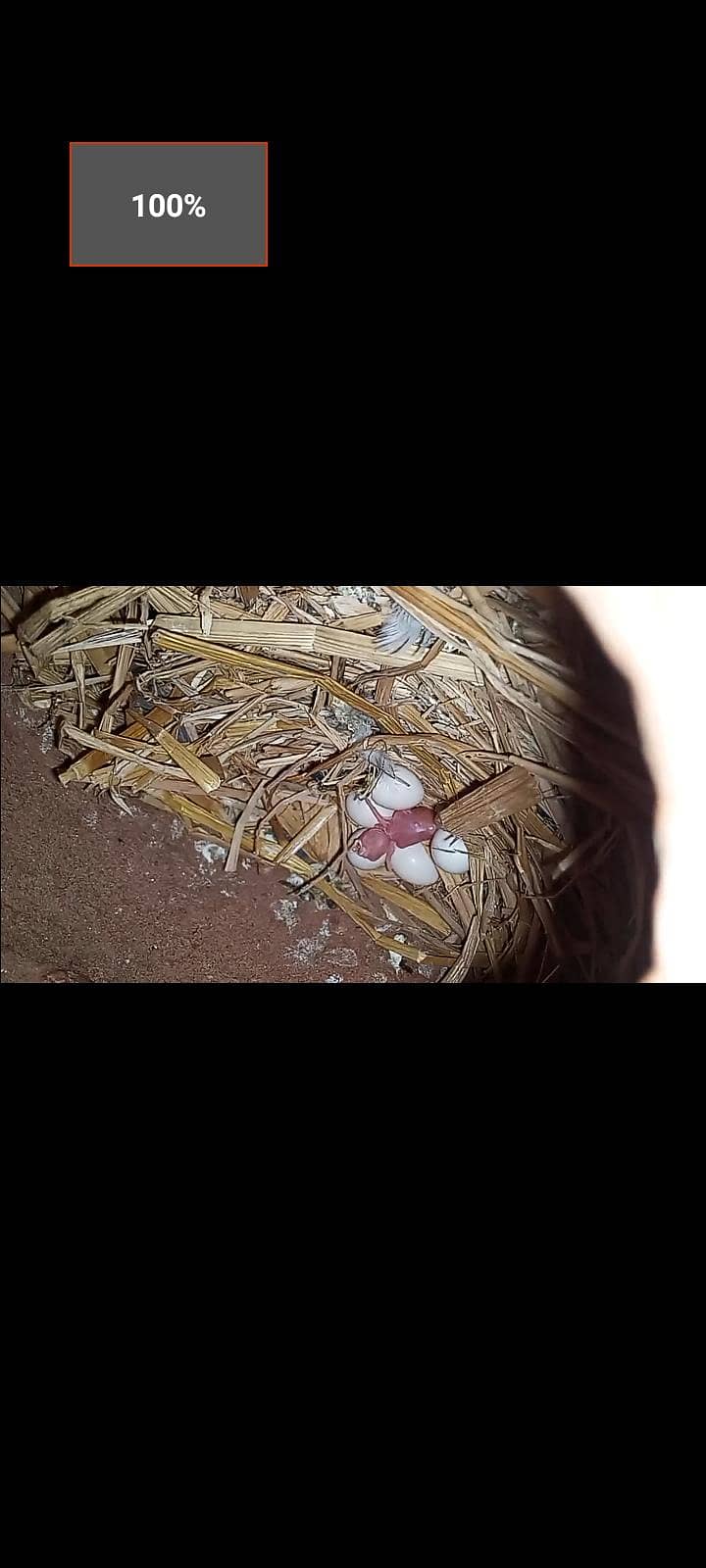 fawn java breeder pair with chick for sell 0