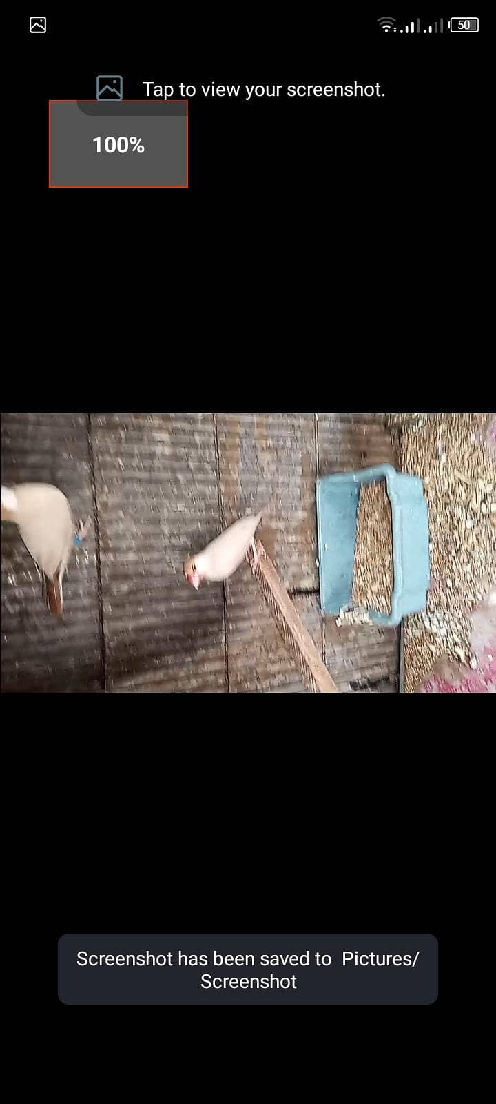 fawn java breeder pair with chick for sell 1