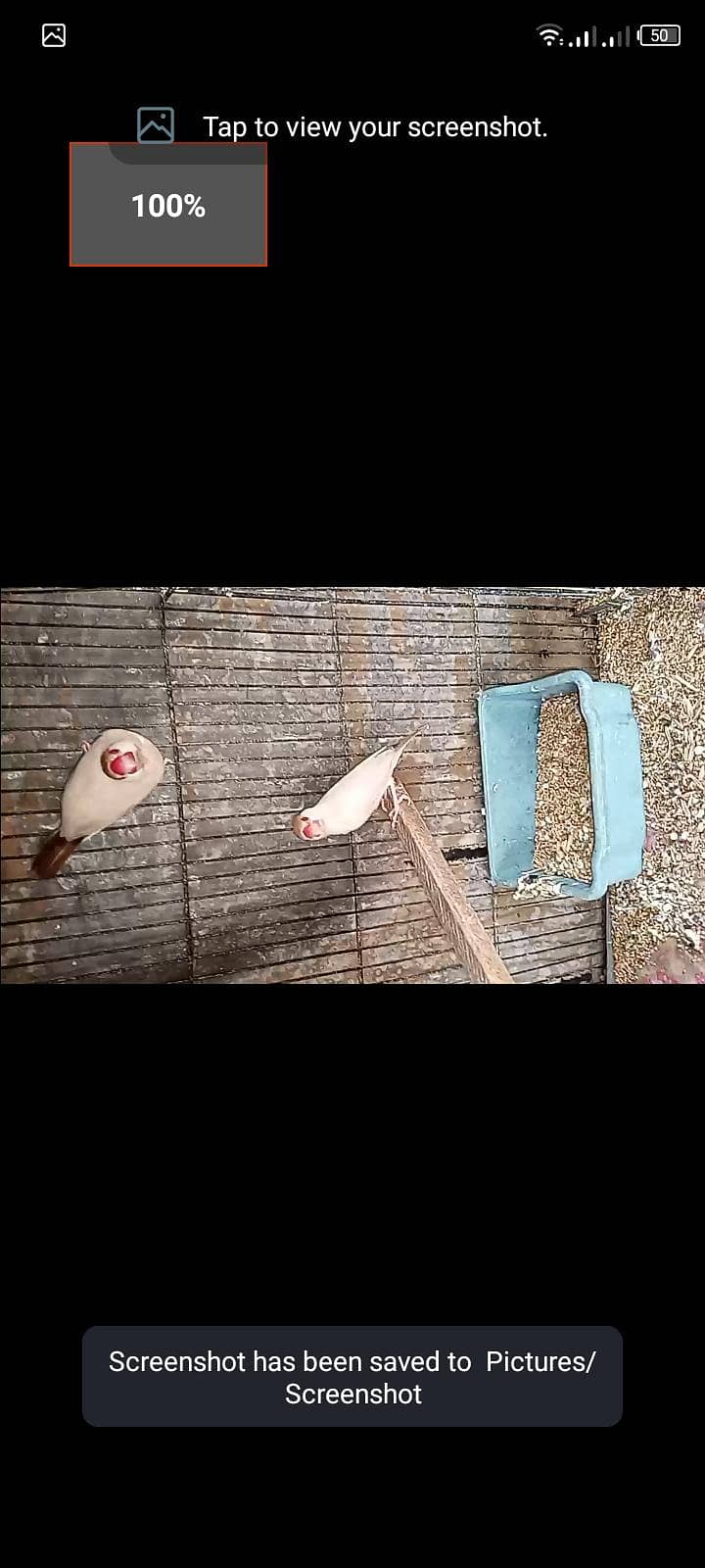 fawn java breeder pair with chick for sell 2