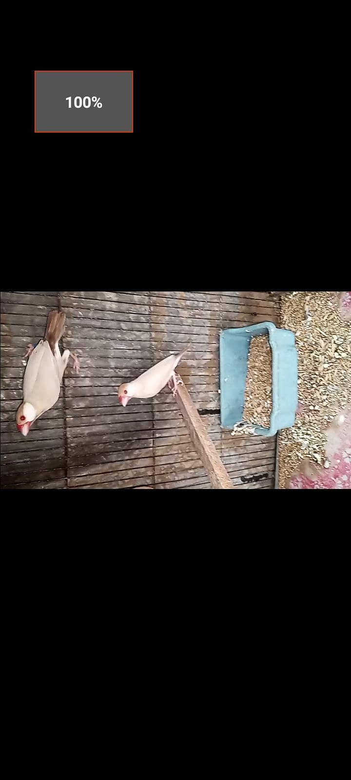 fawn java breeder pair with chick for sell 3