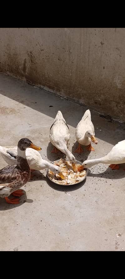 Ducks بطخ