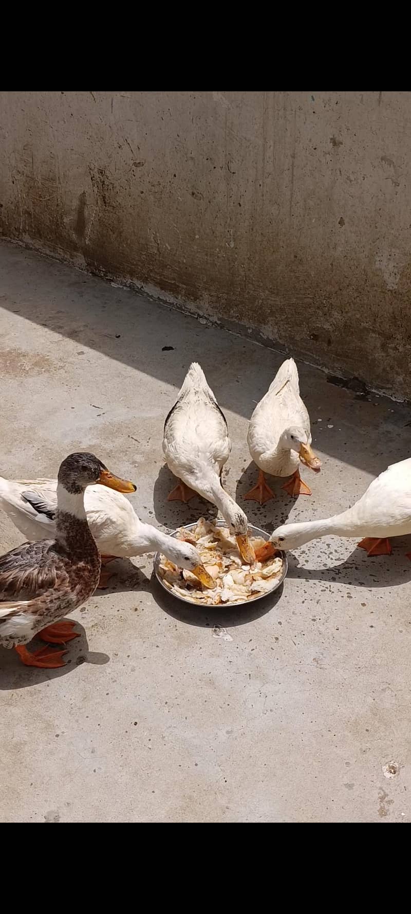 Ducks بطخ 0