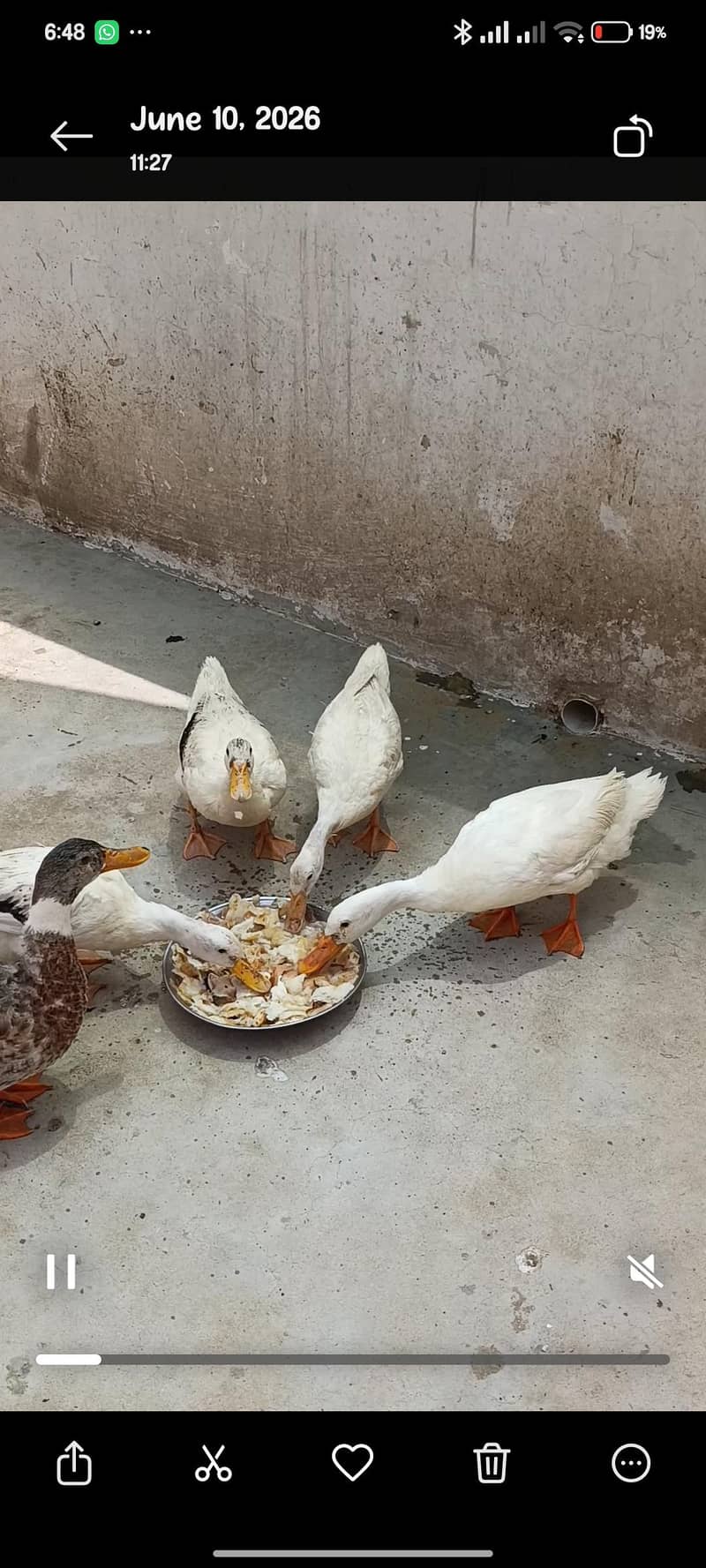 Ducks بطخ 1
