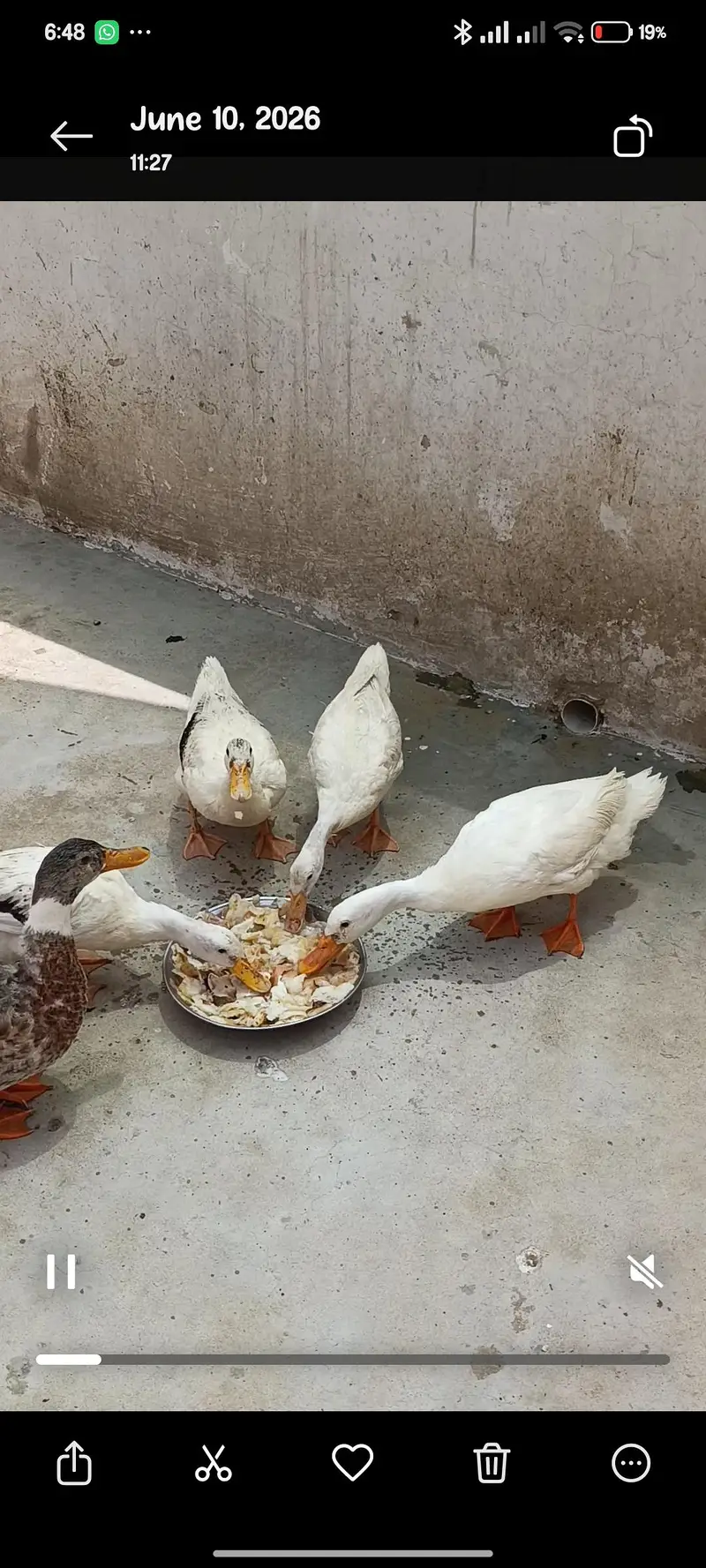 Ducks بطخ — photo 2