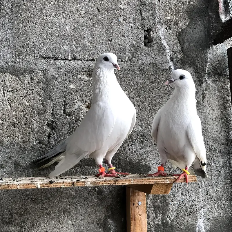 Nilduma and Shahjahanpure pair — photo 3