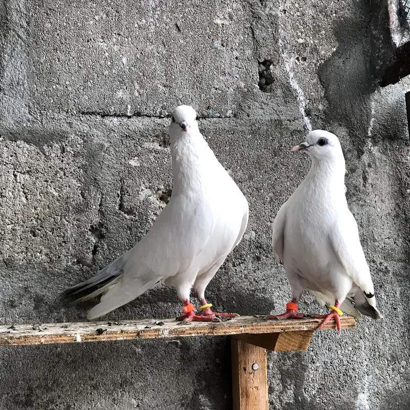 Nilduma and Shahjahanpure pair — photo 4