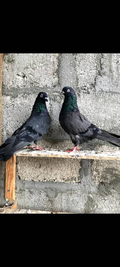 Shahjahanpure and white breedar pair for sell
