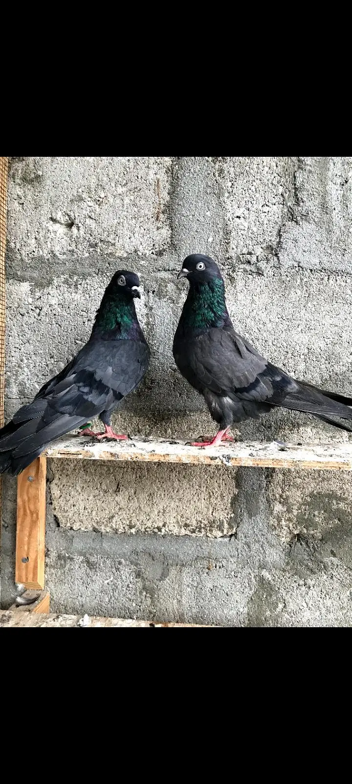 Nilduma and Shahjahanpure pair — photo 5