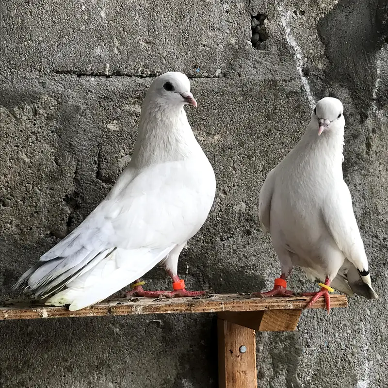 Nilduma and Shahjahanpure pair — photo 6