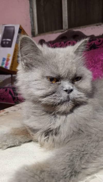(Grey persian cat for sale)