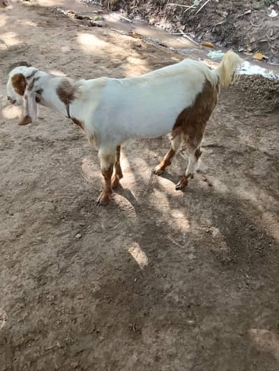 dasi beetal Bakra l Bakra l got for sale