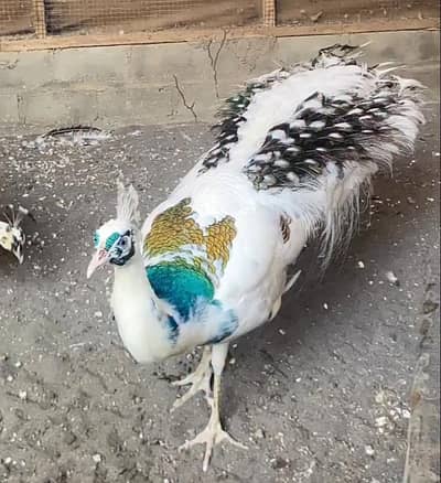 White Pied Peacock Male For Sale