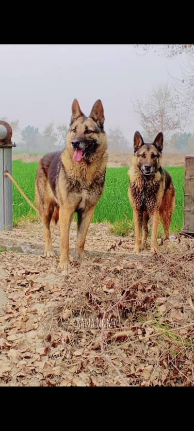 Germon shaped dog for sale pure Male