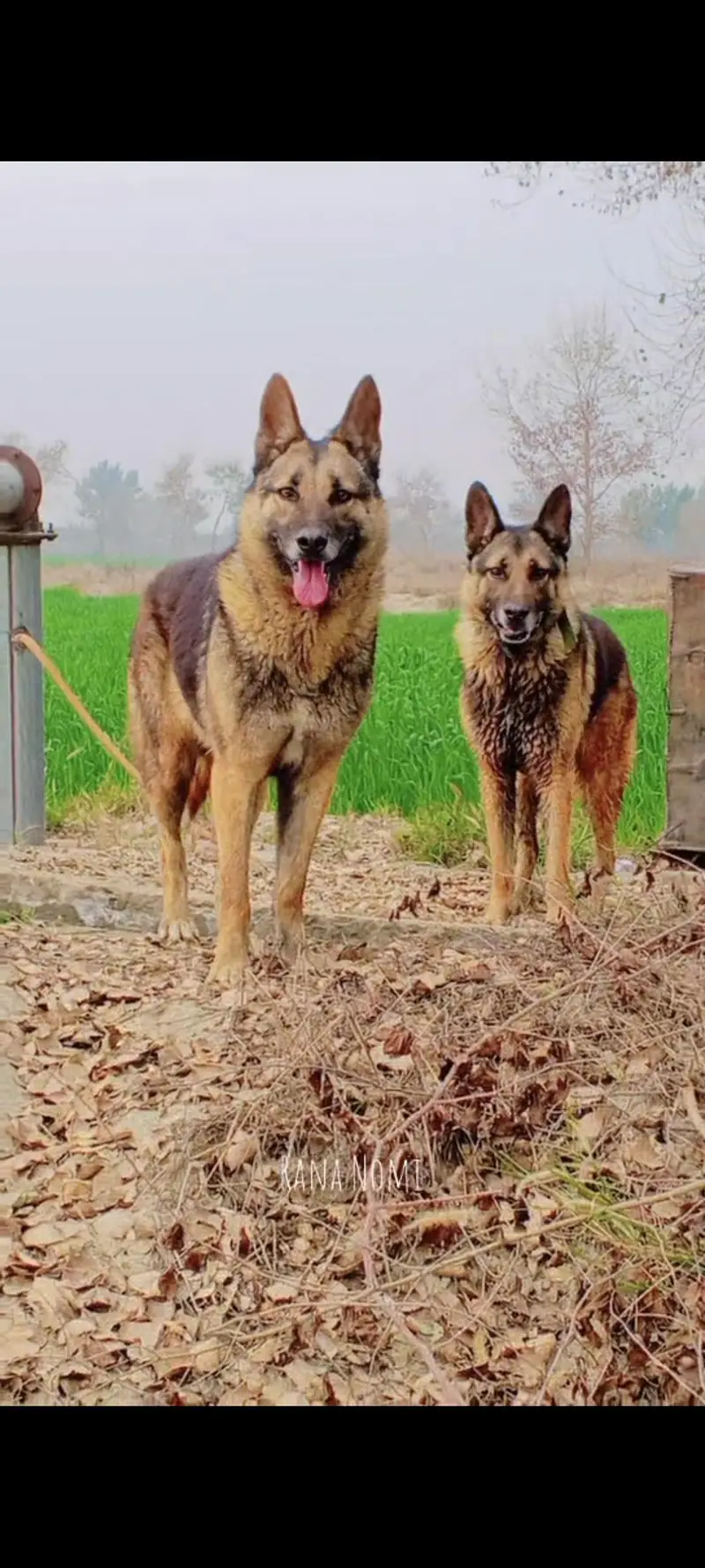 Germon shaped dog for sale pure Male — photo 2