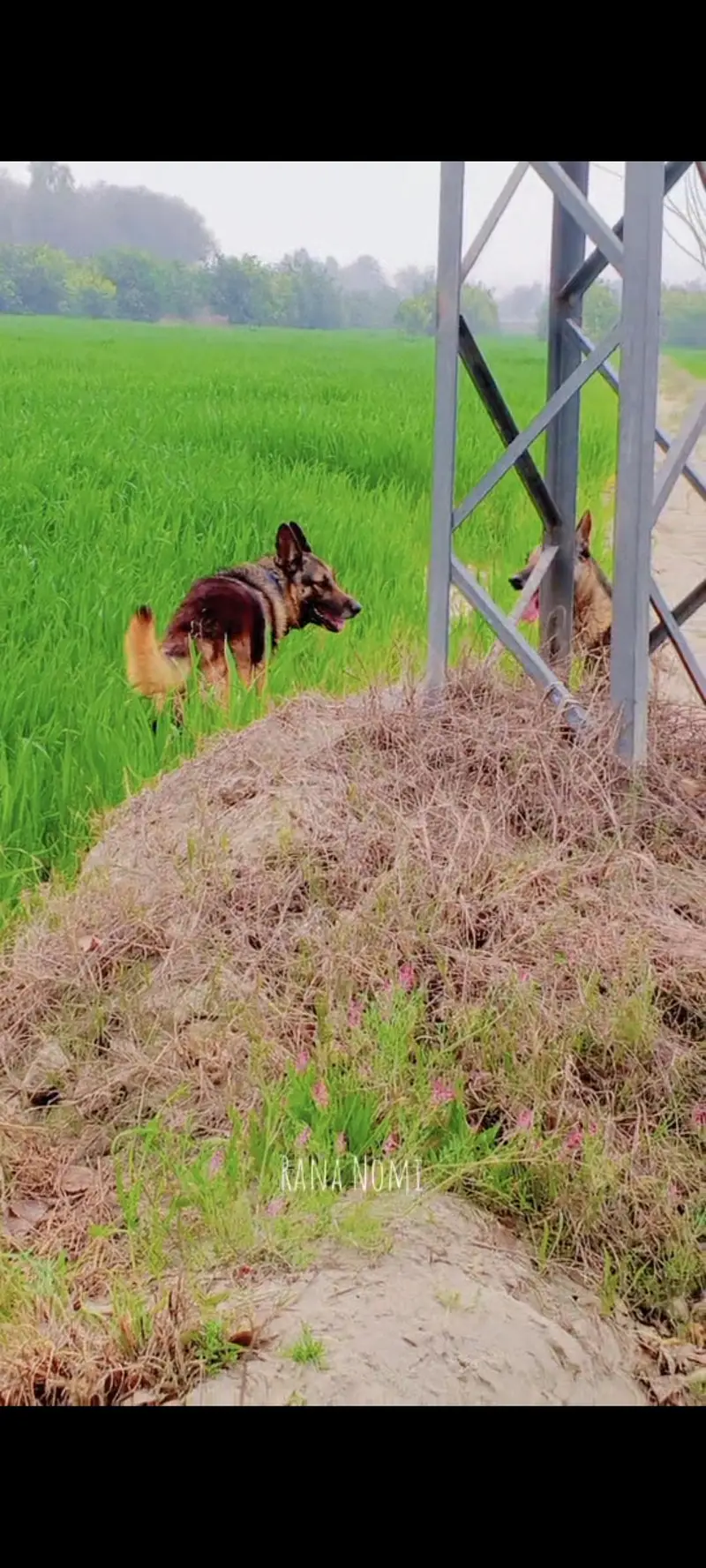 Germon shaped dog for sale pure Male — photo 3