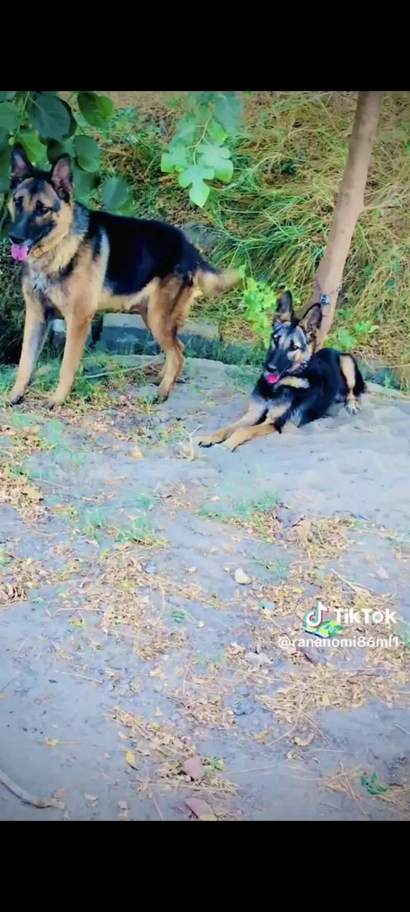 Germon shaped dog for sale pure Male — photo 5