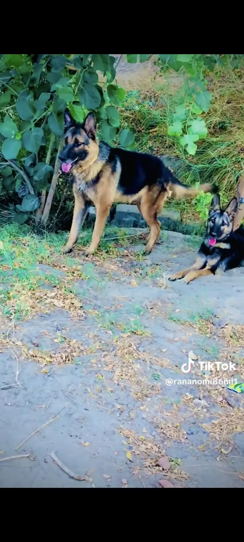 Germon shaped dog for sale pure Male — photo 7
