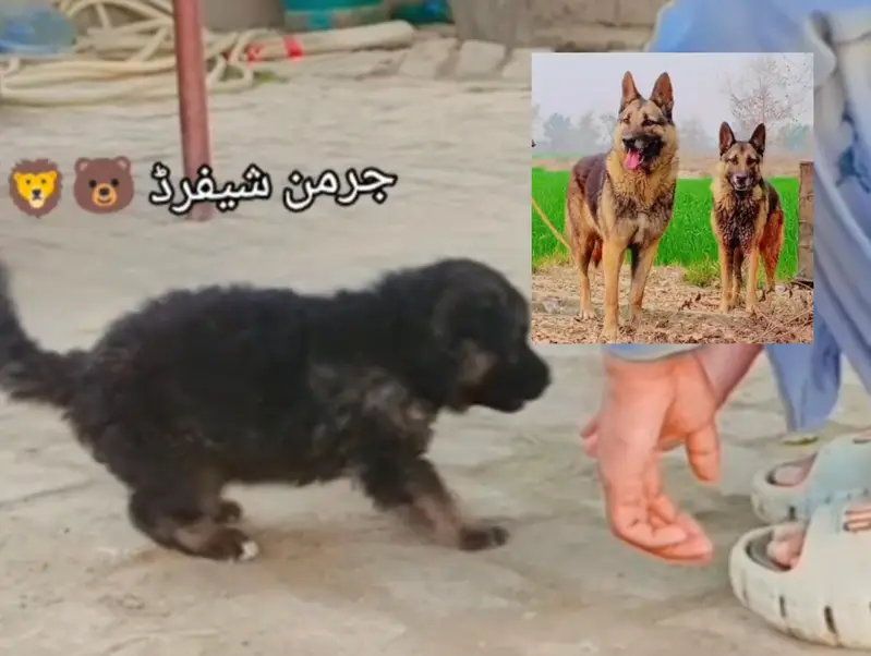 Germon shaped dog for sale pure Male — photo 8