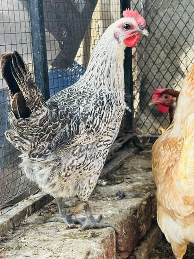 DESI | GOLDEN | Misri| EGG LAYING HEN | Chicks| Chuza|MURGI|PAthi