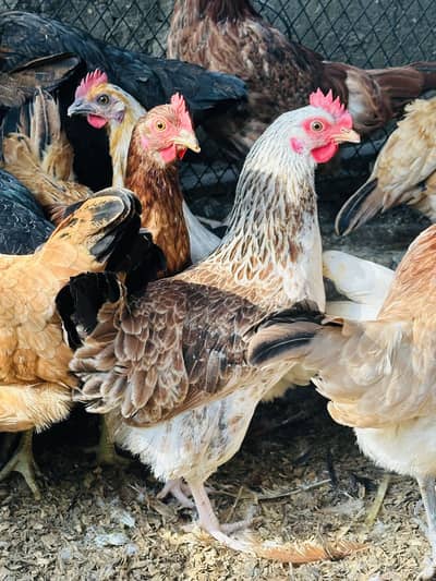 EGG LAYING HEN | DESI | GOLDEN | Misri| Chicks| Chuza|MURGI|PAthi