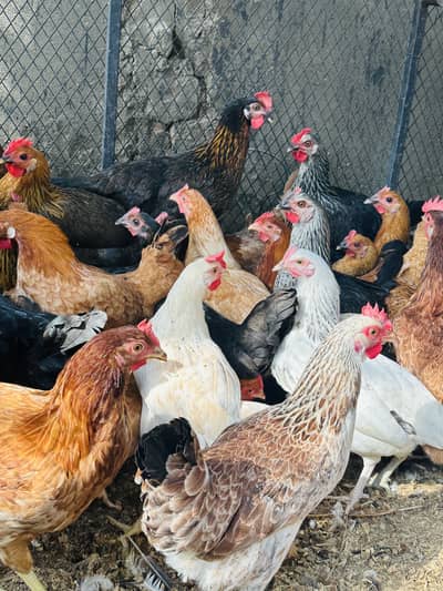 EGG LAYING HEN | DESI | GOLDEN | Misri| Chicks| Chuza|MURGI|PAthi