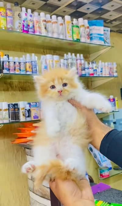 pure Persian cats vaccinated triple coated WhatsApp/0341/2761121/