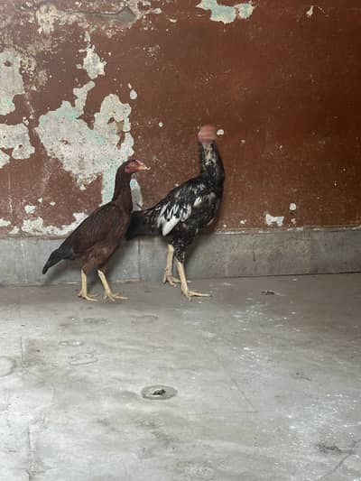 Aseel home breed