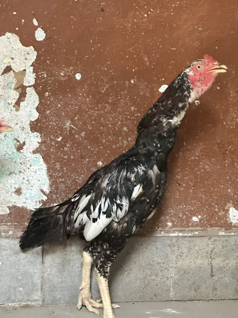 Aseel home breed — photo 2