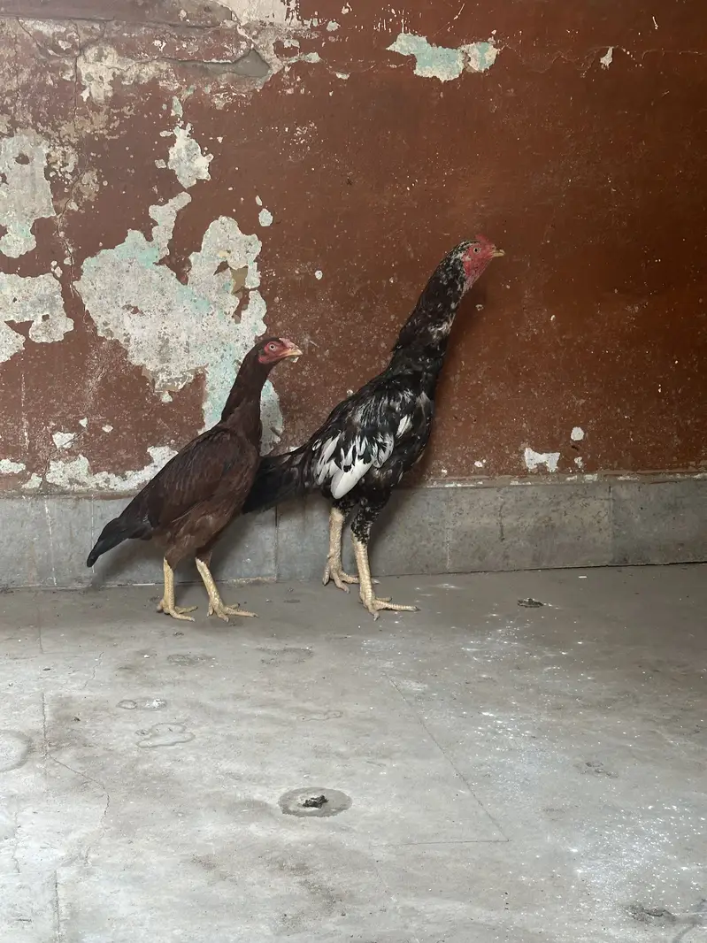 Aseel home breed — photo 3