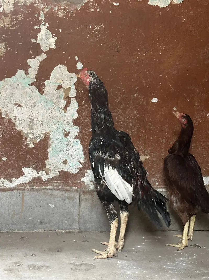 Aseel home breed — photo 4