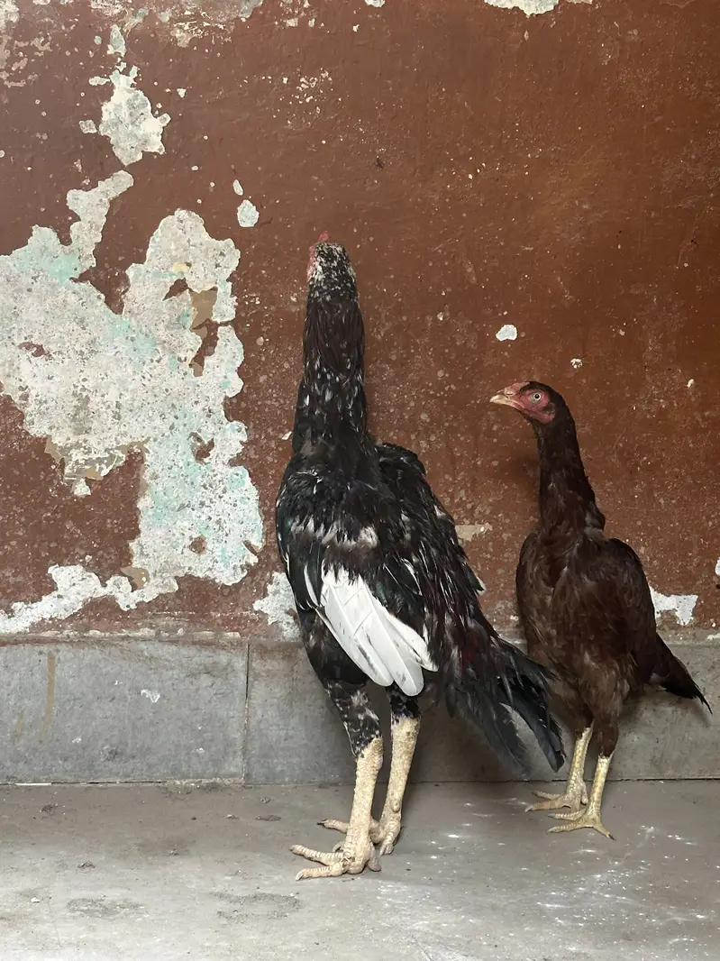 Aseel home breed — photo 5
