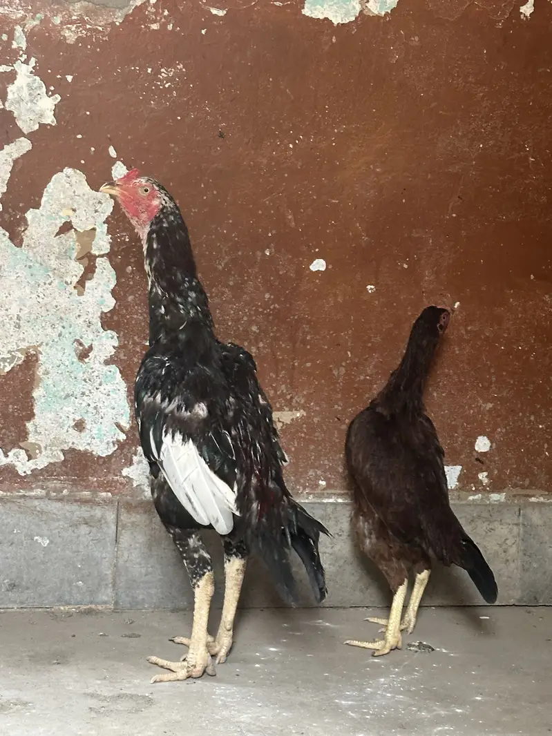 Aseel home breed — photo 6