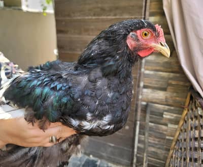 Black Buff Chicks Pair for Sale