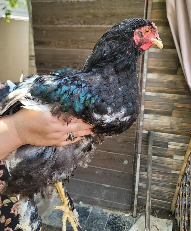 Black Buff Chicks Pair for Sale — photo 2