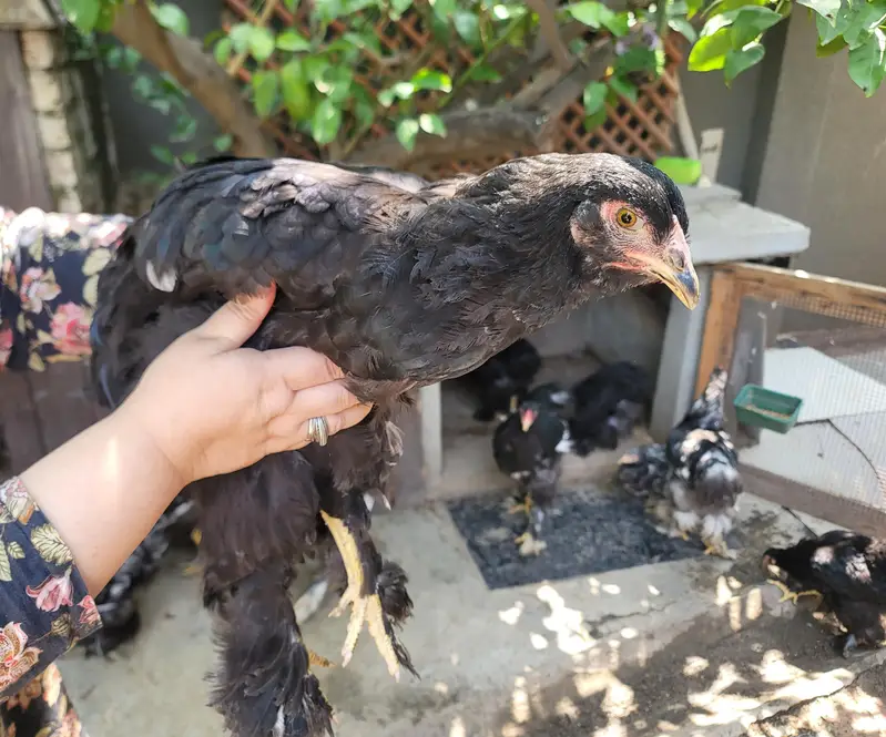 Black Buff Chicks Pair for Sale — photo 3