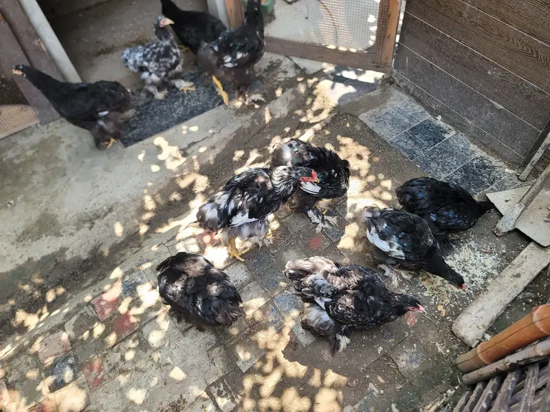 Black Buff Chicks Pair for Sale — photo 4