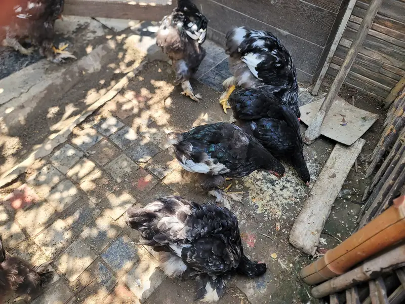 Black Buff Chicks Pair for Sale — photo 5
