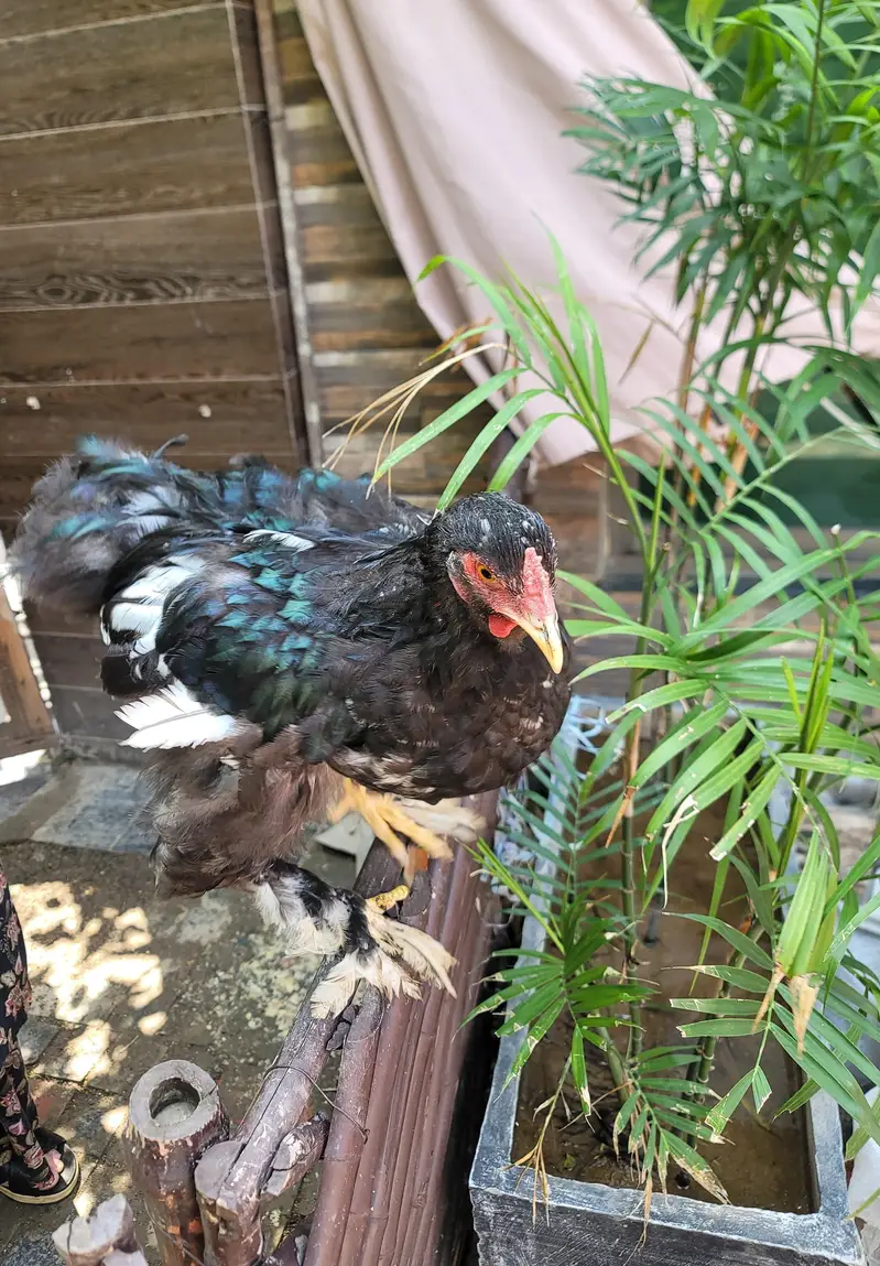 Black Buff Chicks Pair for Sale — photo 6