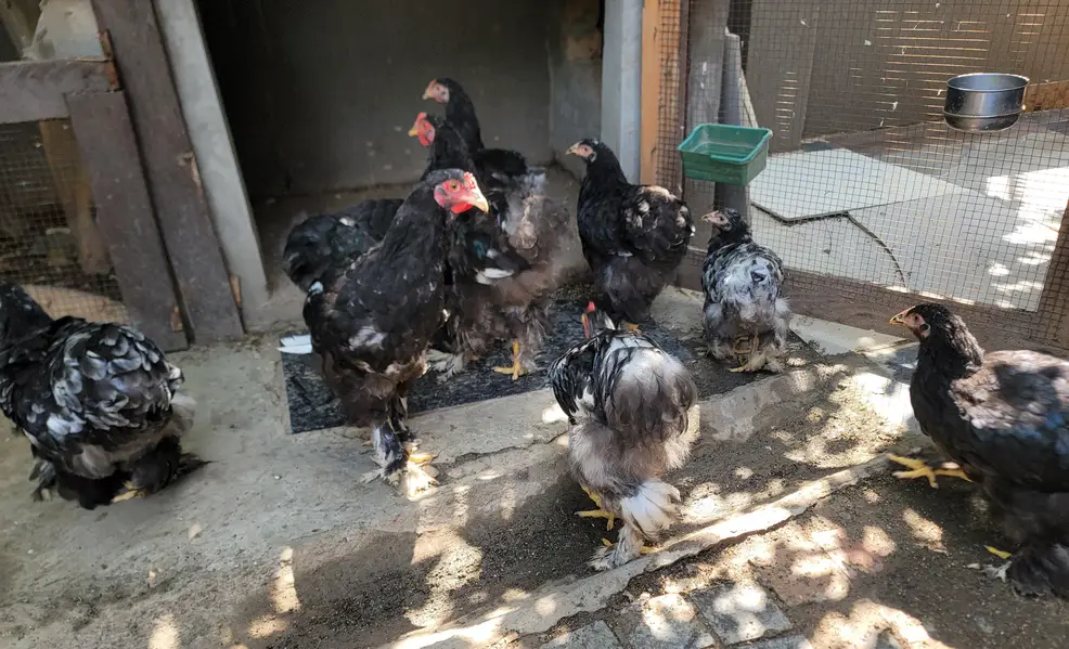 Black Buff Chicks Pair for Sale — photo 7
