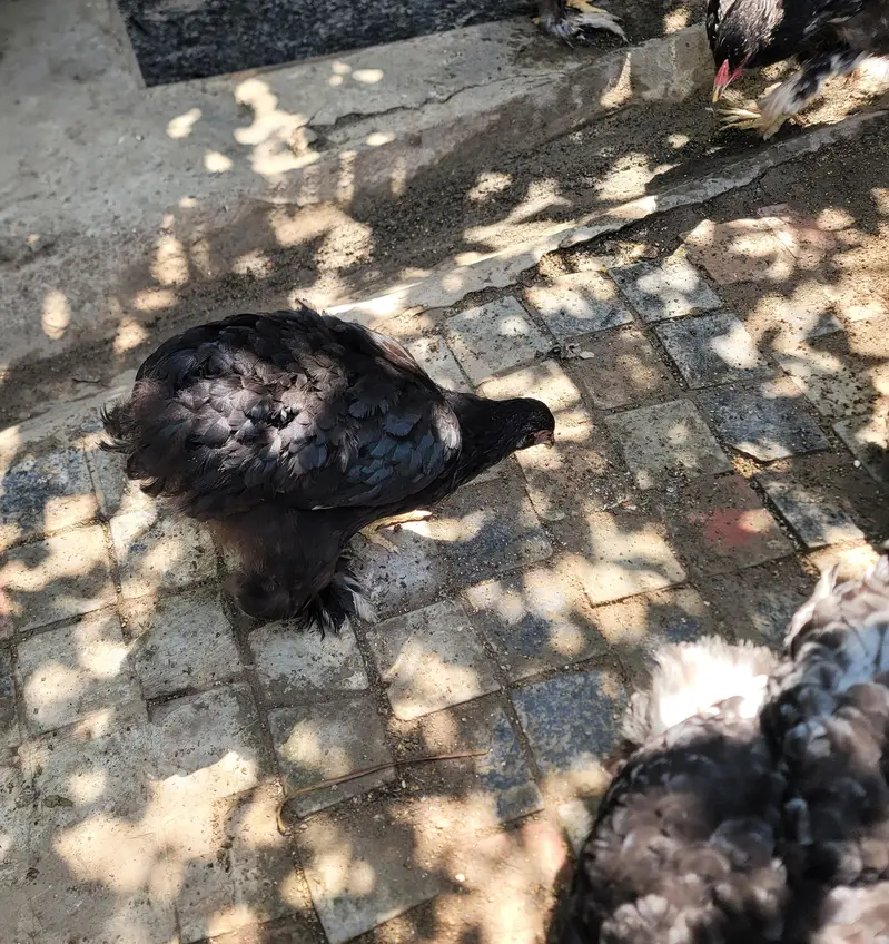 Black Buff Chicks Pair for Sale — photo 8