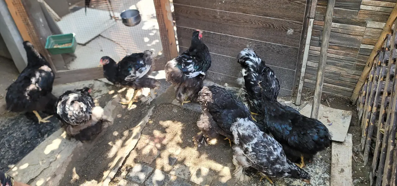 Black Buff Chicks Pair for Sale — photo 9