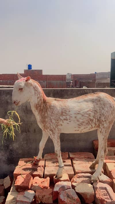 Gujranwala - 6 Month Female Barbari Teddy Goat - Rs 27,000