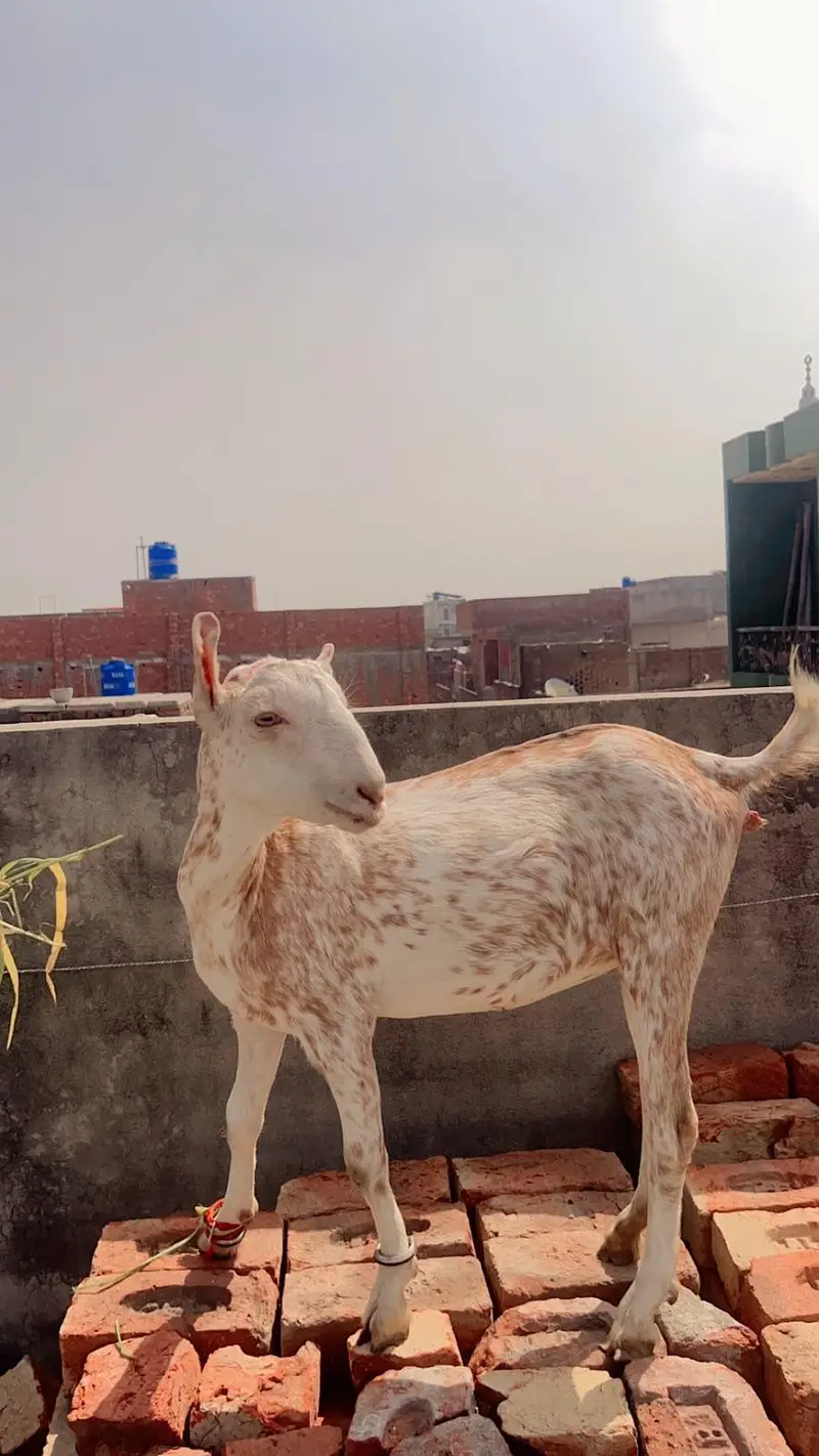 Gujranwala - 6 Month Female Barbari Teddy Goat - Rs 27,000 — photo 2