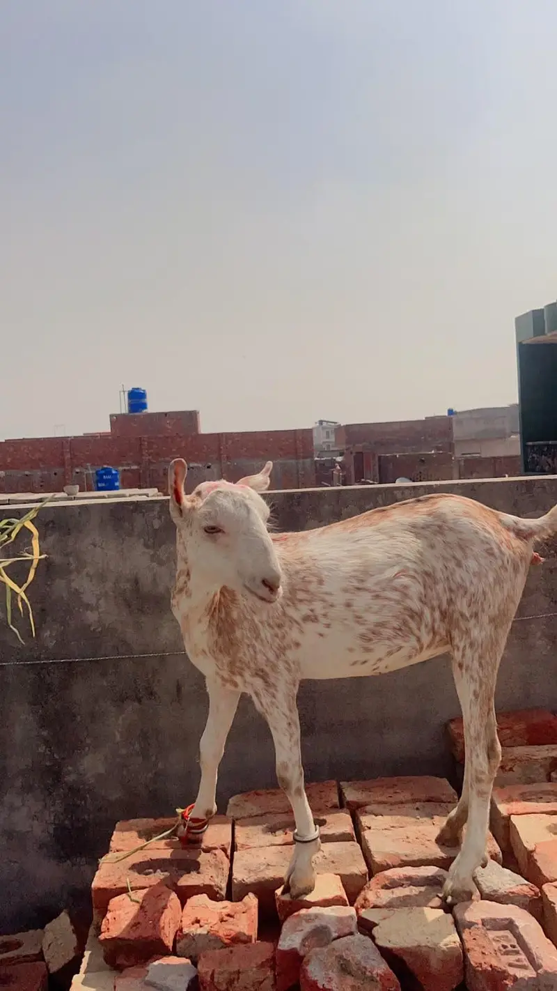 Gujranwala - 6 Month Female Barbari Teddy Goat - Rs 27,000 — photo 3