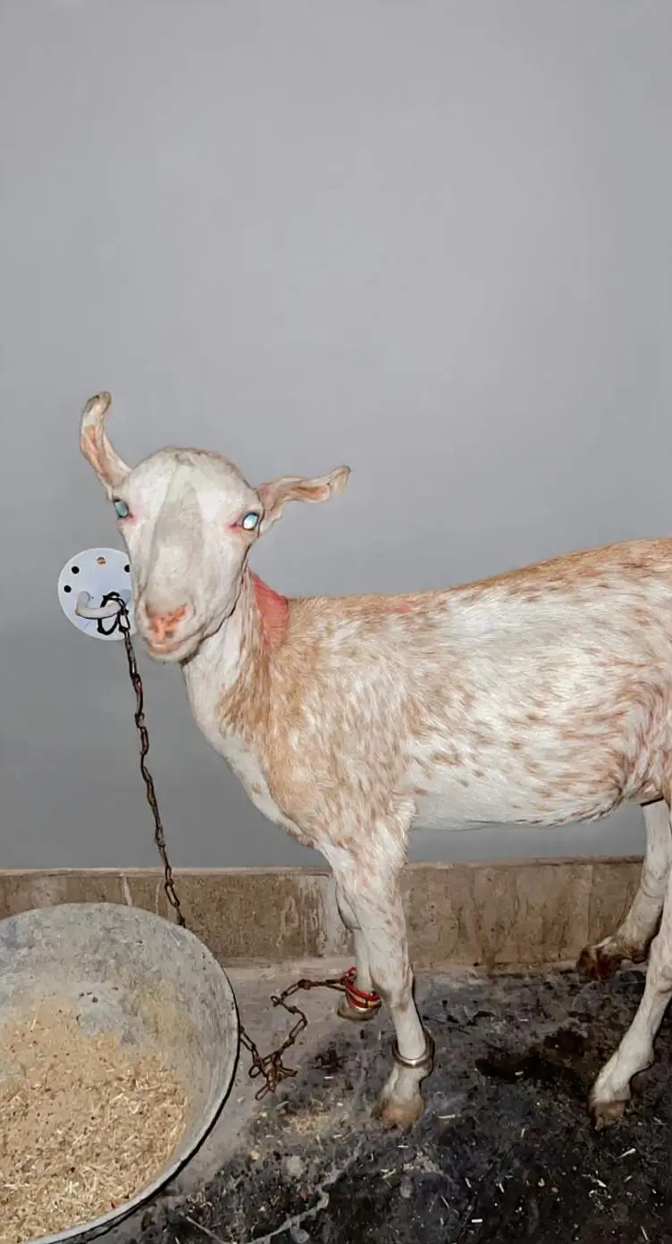 Gujranwala - 6 Month Female Barbari Teddy Goat - Rs 27,000 — photo 4