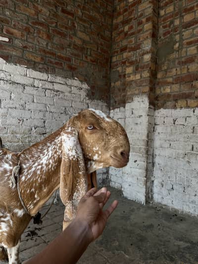 Makhi cheeni goat 03254003220