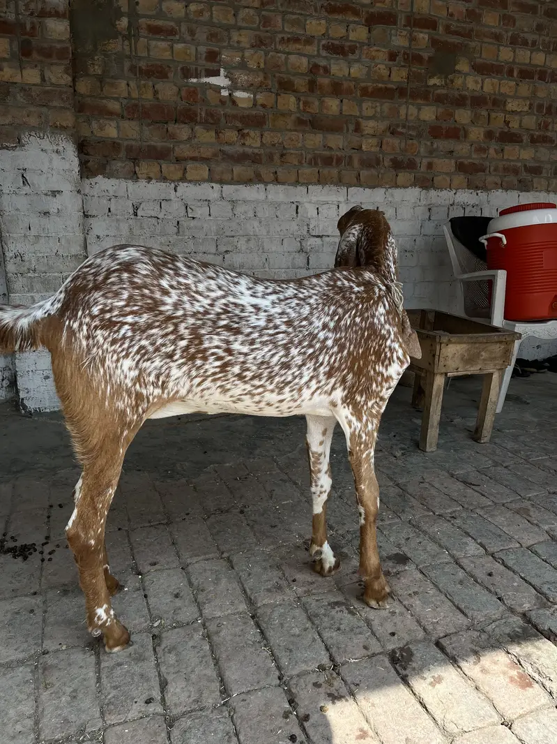Makhi cheeni goat 03254003220 — photo 2