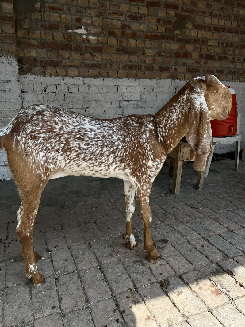 Makhi cheeni goat 03254003220 — photo 3