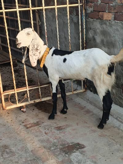 bakri for sale